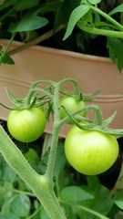 Plantación, huerto urbano.