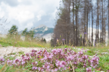 nature, landscape, flower, meadow, mountain, summer, flowers, field, sky, spring, forest, green, grass, blue, pink, trees, tree, plant, flora, countryside, purple, montenegro, lovcen, beautiful, rural