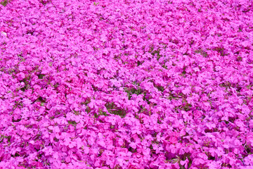 芝桜　一面