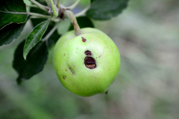 consequences to ripening apple after hail storm