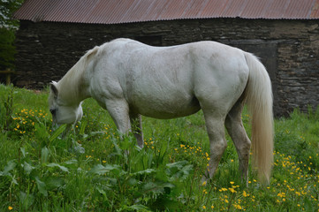 Horse