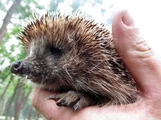 Face of a hedgehog close-up in profile, isolated on a blurred natural background. A male hand holds a cute prickly European hedgehog against the background of green trees