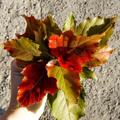 Bouquet from autumn leaves in a female hand.