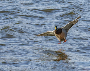 unsteady duck landing