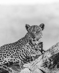 Fototapeta premium Leopard Auhab River Bed 
