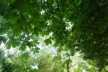 Background of green branches of a chestnut tree. Young fruits of horse chestnut. Tops of the crown of trees.