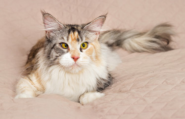 cat maine coon in the house