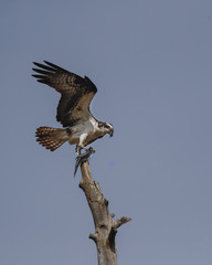 Osprey