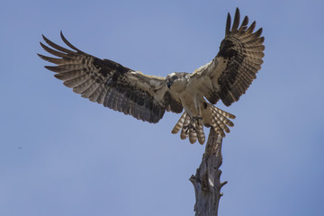 Obraz premium Osprey