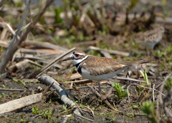 Killdeer in field