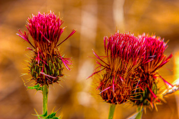 Thistle in Bloom