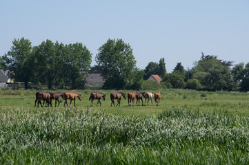 chevaux en normandie