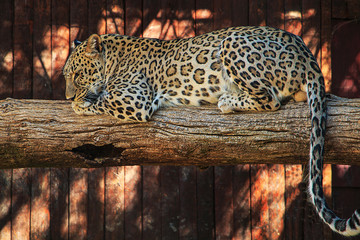leopardo © MariCarmen