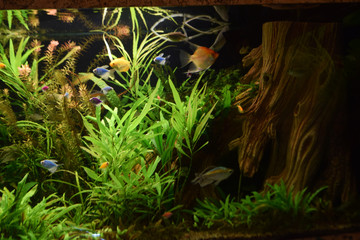 Beauty aquarium nature