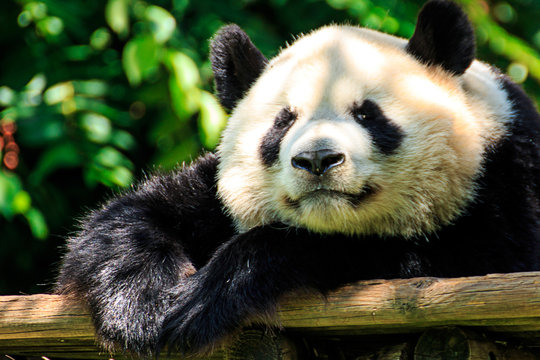 Oso Panda" Images – Browse 183 Stock Photos, Vectors, and Video | Adobe  Stock