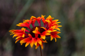 Encircled with Blooms