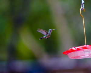 Hummingbird in Flight