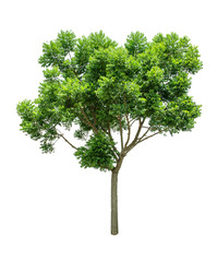 Fototapeta premium Isolated Tree on white background ,Suitable for use in landscap design, Tree from thailand, Asia