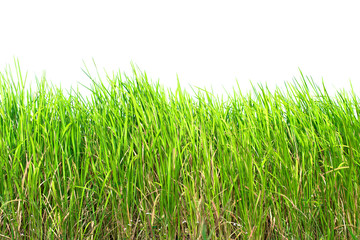 Green grass isolated on white background.