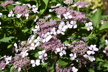 Hydrangea macrophylla du Japon
