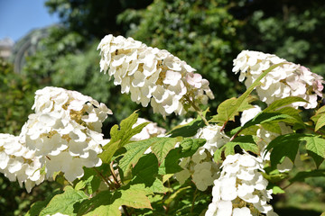 Hydrangea quercifolia (hortensia à feuilles de chêne) d'Amérique du Nord