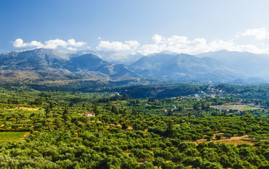 Naklejka na ściany i meble Landscape and Olive Groves in south Crete. Agriculture and Olive Groves determine the picture on the Island.