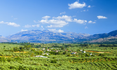 Fototapeta premium Olive groves on the mountain slopes in Crete island, Greece