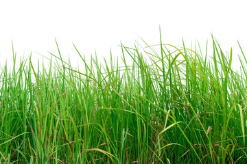 Green grass isolated on white background.