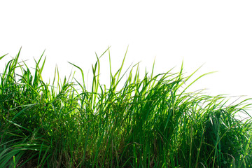 Obraz premium Green grass isolated on white background.