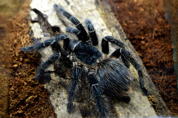 dangerous spider tarantula