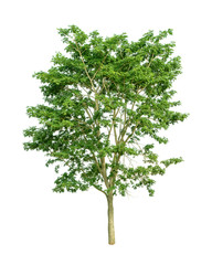Isolated Tree on white background ,Suitable for use in landscap design, Tree from thailand, Asia