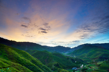 Cameron Highlands Tea Plantation 