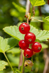 Johannisbeeren