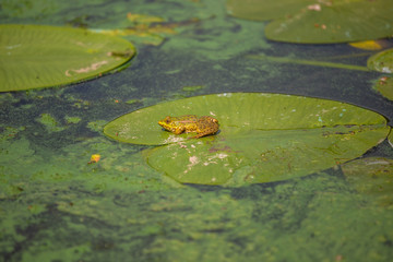 European common Pelophylax ridibundus, marsh frog sitting on green leaf