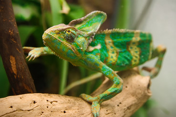 Chameleon in the terrarium of the botanical garden.