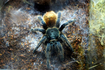 dangerous spider tarantula