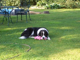 Obraz na płótnie Canvas The Border Collie lies with a pink toy pig next to the water hose in the garden