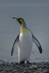 Obraz premium King Penguin, South Georgia Island, Antarctic