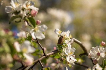 May bug sitting on flowers on a tree
