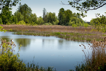 Fototapeta na wymiar lake surrounded by trees, summer landscape 