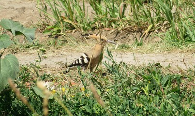 Hoopoe bird in the wild, closeup