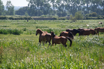 chevaux en normandie