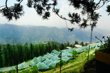 Green protective tents protect the young apple trees on the sunny hill slopes. Shot in the orchards...
