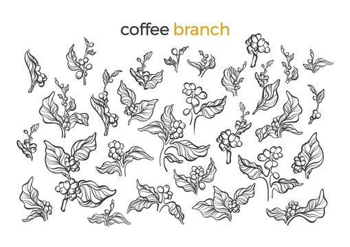 Set of coffee tree. Vector art line illustration