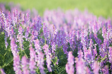 soft focus on field colors of violet