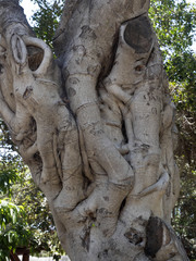 Fototapeta na wymiar The Old Olive Tree, Cyprus