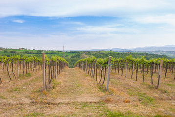 Fototapeta na wymiar Agricultural field with wine vines