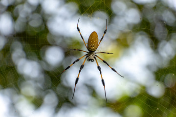 Golden Silk Orb-weaver spider (Nephila clavipes) closeup in web - Long Key Natural Area, Davie, Florida, USA