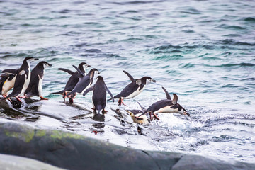 Group of adult Chinstrap Penguins diving in the sea from their colony for feeding or foraging on krill in the Antarctic Peninsula, wildlife,  Antarctica