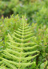 Fresh green leaf in a forect, closeup